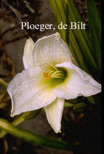 Hemerocallis ‚Snowy Apparition‘