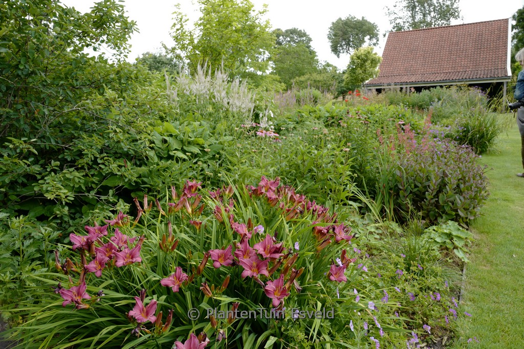 Hemerocallis ‚Summer Wine‘