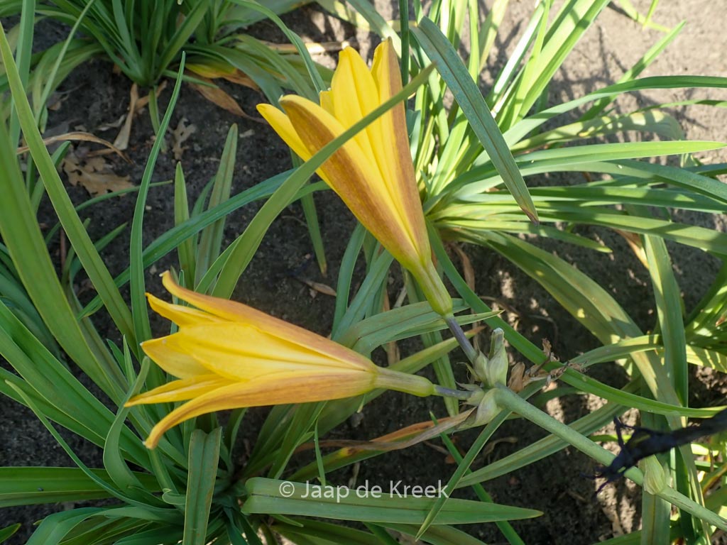 Hemerocallis dumortieri