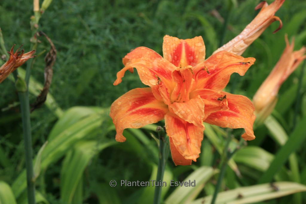 Hemerocallis fulva ‚Kwanso‘