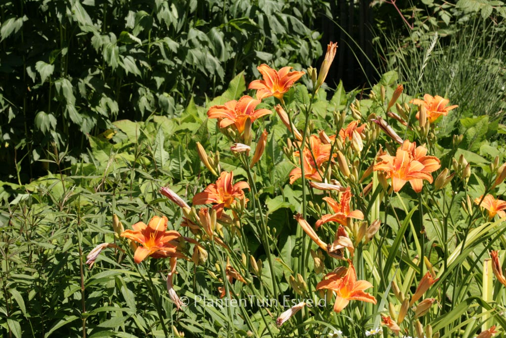 Hemerocallis fulva