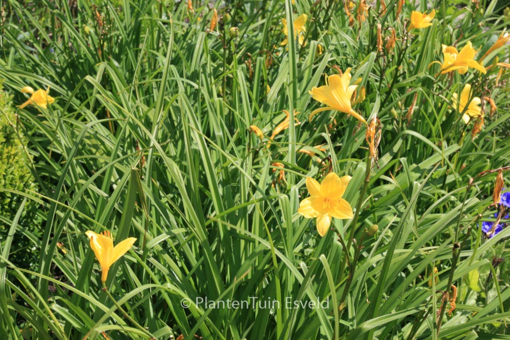 Hemerocallis lilioasphodelus