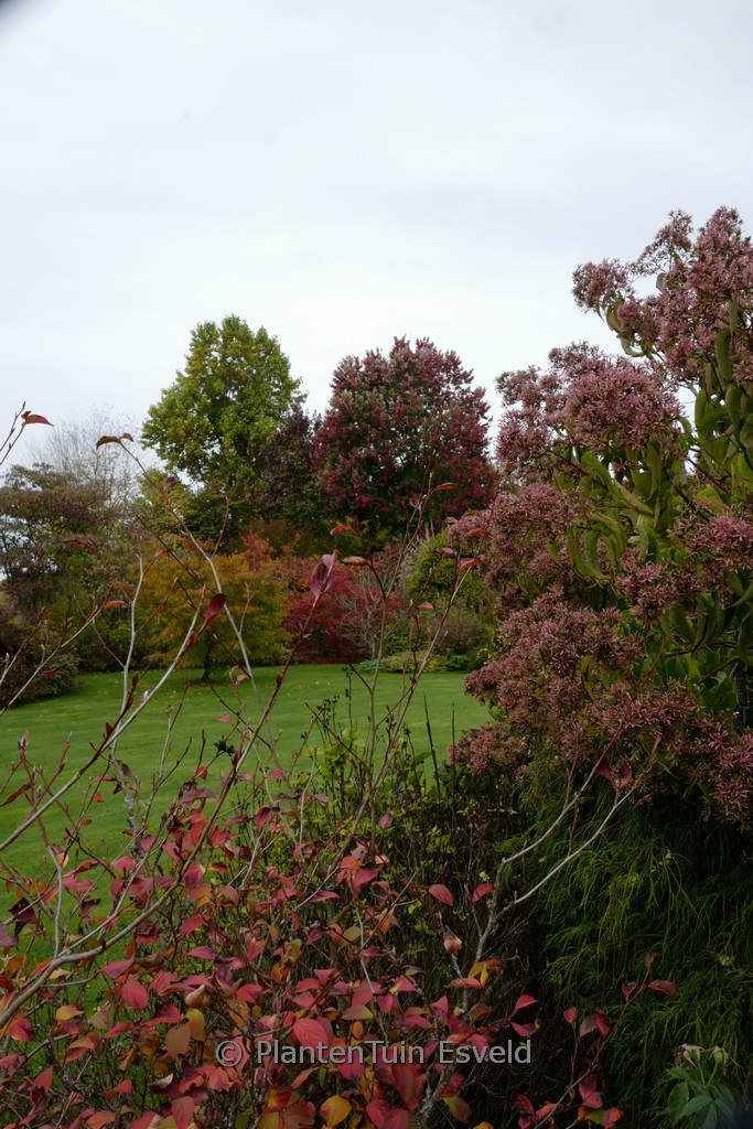 Heptacodium miconioides
