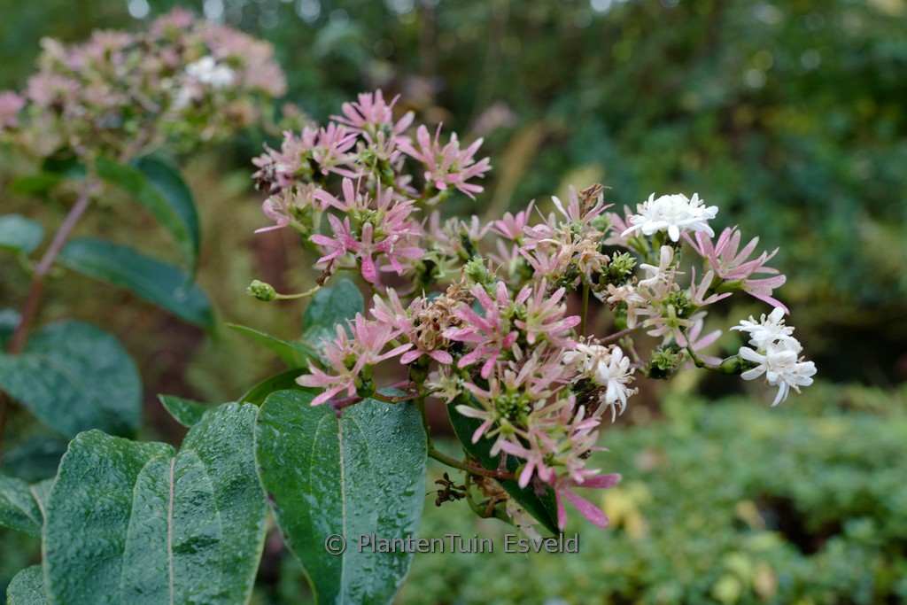 Heptacodium miconoides ‚Minhep‘ (TIANSHAN)