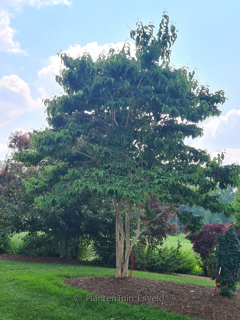 Heptacodium miconoides ‚SMNHMRF‘ (Temple of Bloom)