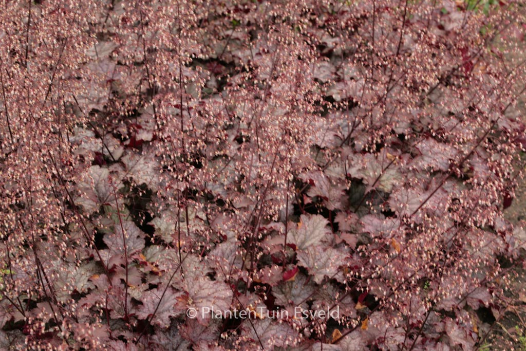 Heuchera ‚Amethyst Mist‘