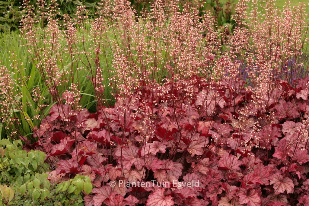 Heuchera ‚Berry Smoothie‘