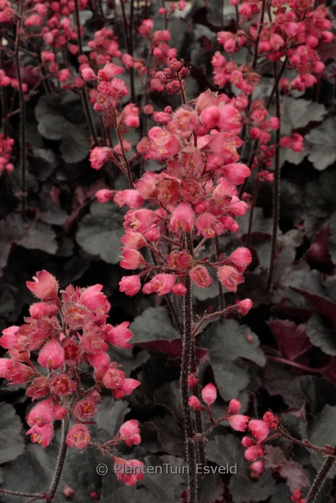 Heuchera ‚Black Forest Cake‘
