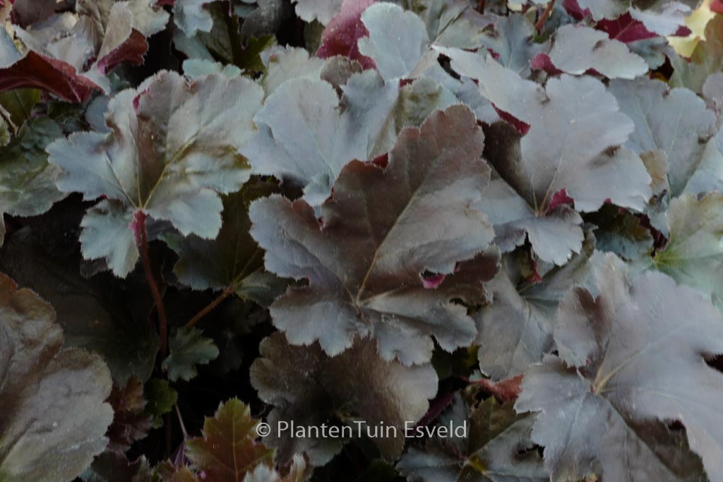 Heuchera ‚Black Pearl‘