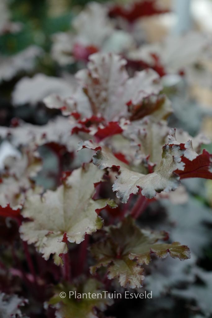 Heuchera ‚Black Taffeta‘