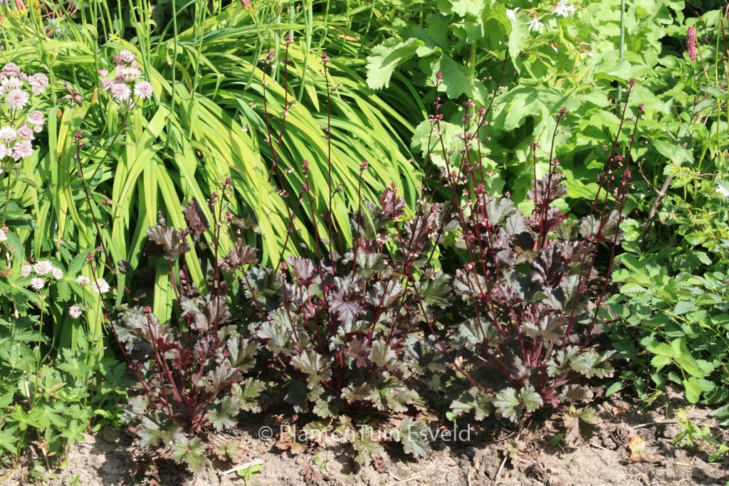 Heuchera ‚Blackout‘