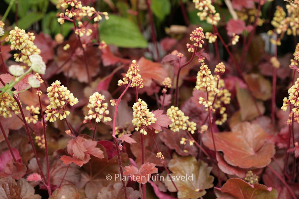 Heuchera ‚Blondie‘ (LITTLE CUTIES SERIE)