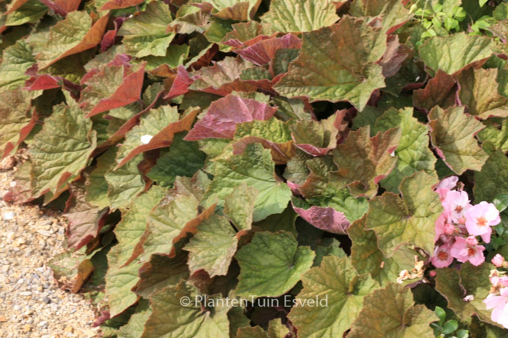 Heuchera ‚Brownies‘