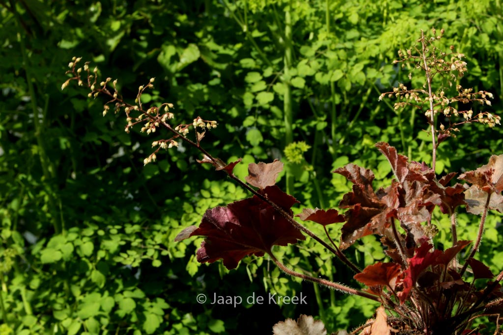 Heuchera ‚Cappuccino‘