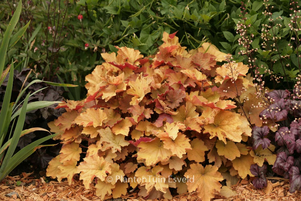 Heuchera ‚Caramel‘