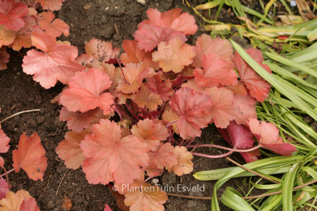 Heuchera ‚Cherry Cola‘
