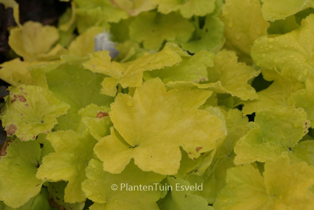 Heuchera ‚Citronelle‘