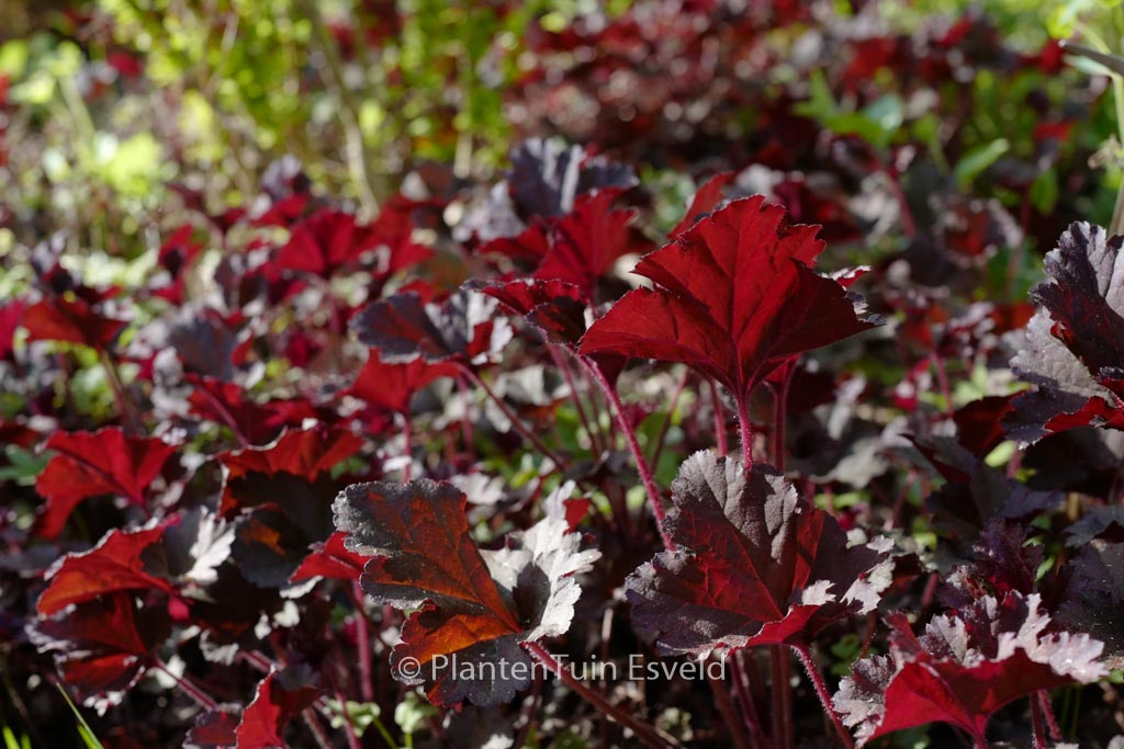 Heuchera ‚Dark Secret‘