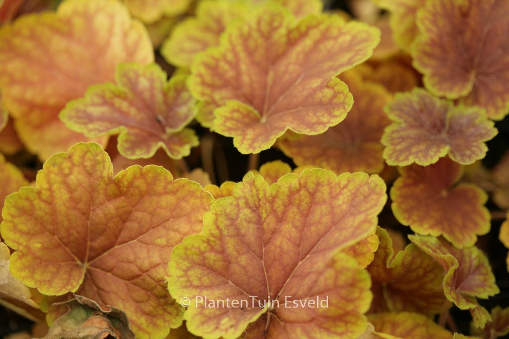 Heuchera ‚Delta Dawn‘