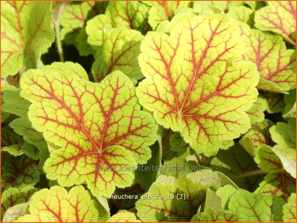 Heuchera ‚Electra‘