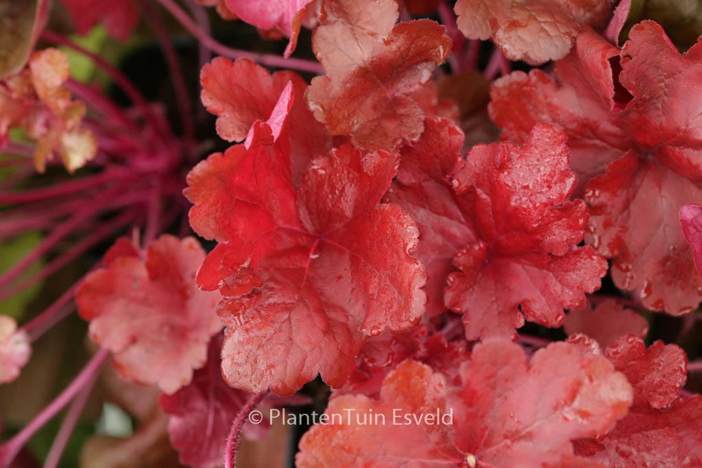 Heuchera ‚Fire Alarm‘