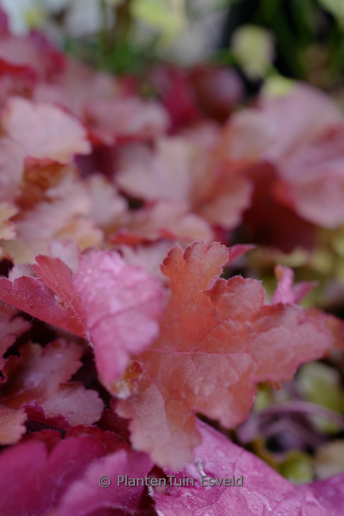 Heuchera ‚Forever Red‘