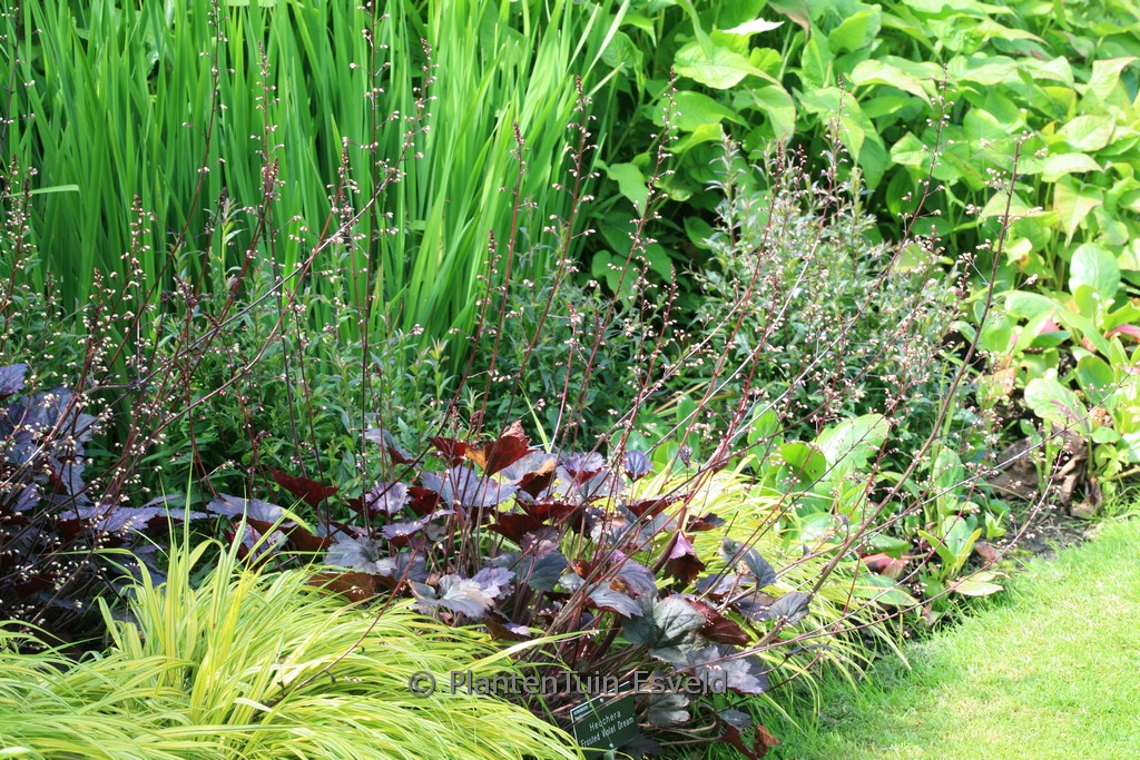 Heuchera ‚Frosted Violet Dream‘