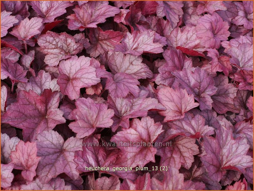 Heuchera ‚Georgia Plum‘