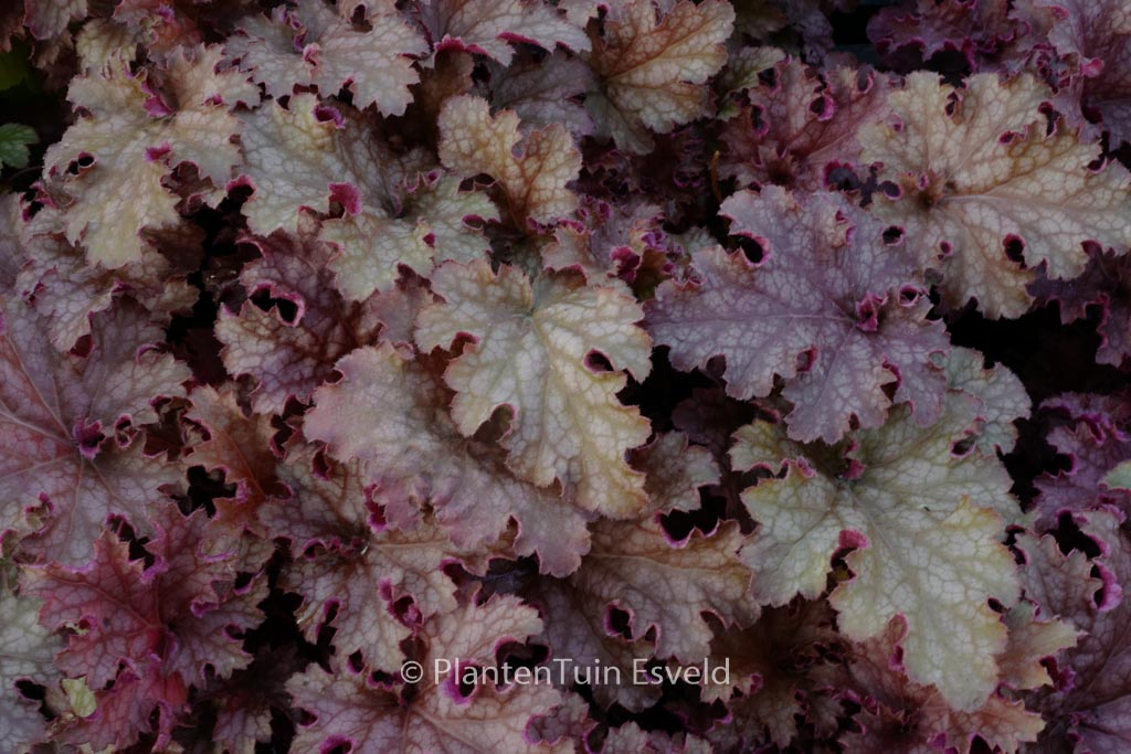 Heuchera ‚Ginger Peach‘