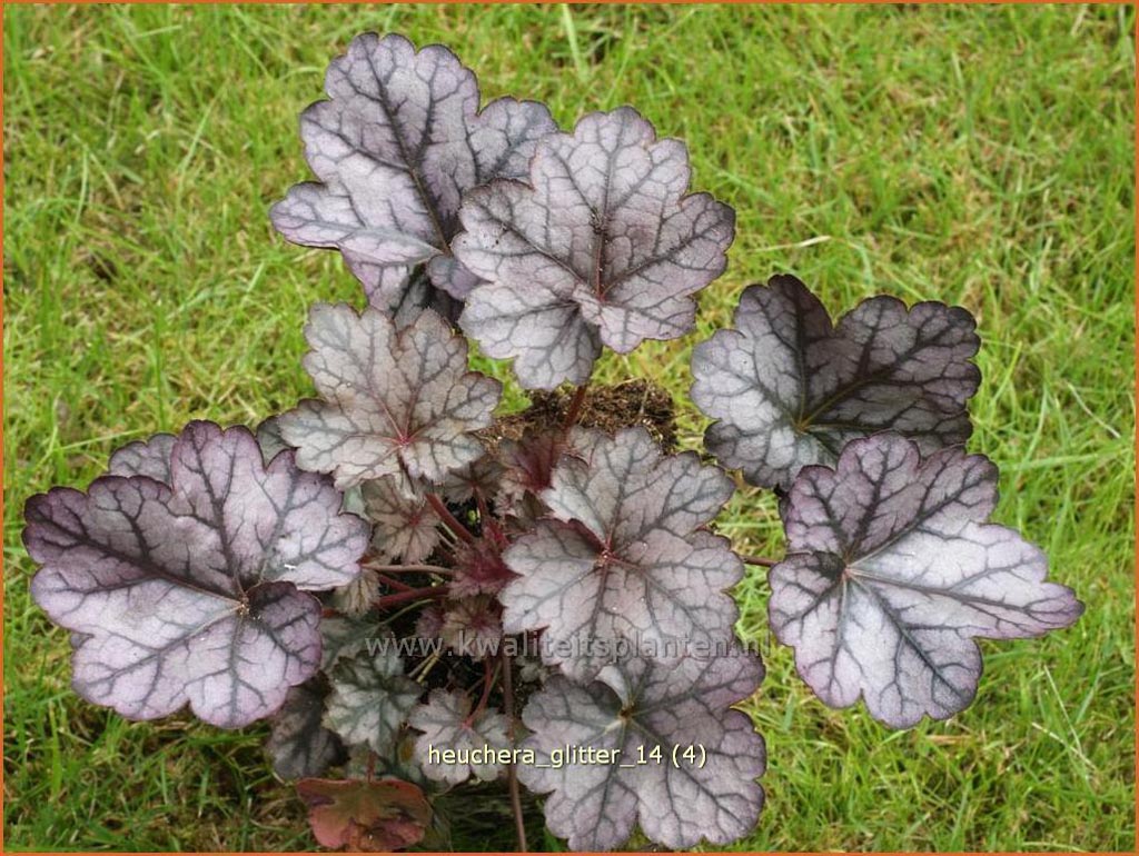 Heuchera ‚Glitter‘