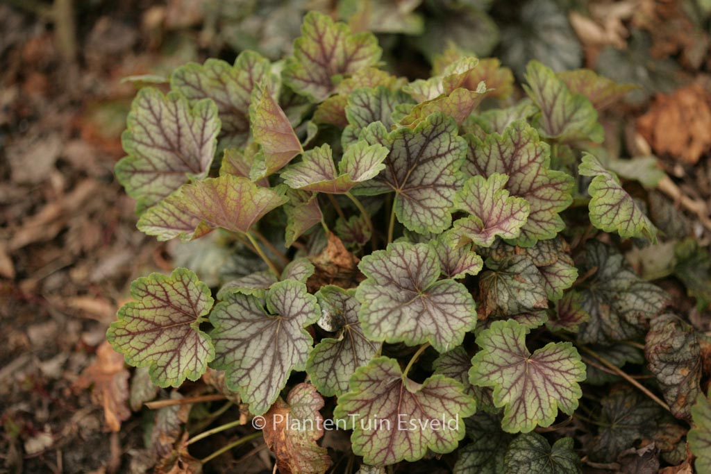 Heuchera ‚Green Spice‘