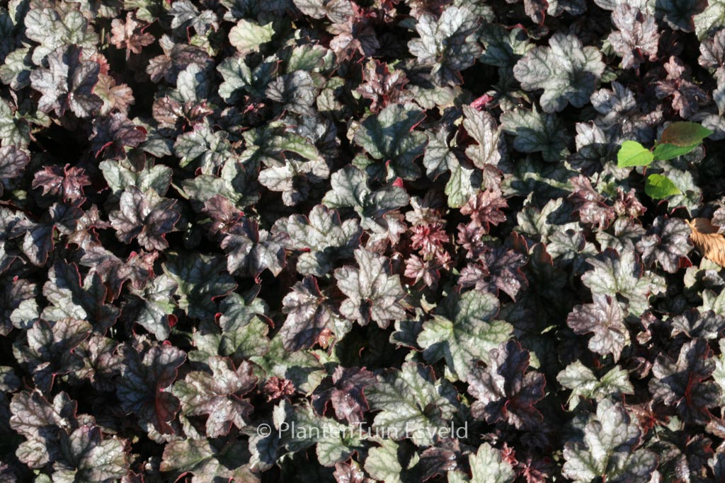 Heuchera ‚Hollywood‘