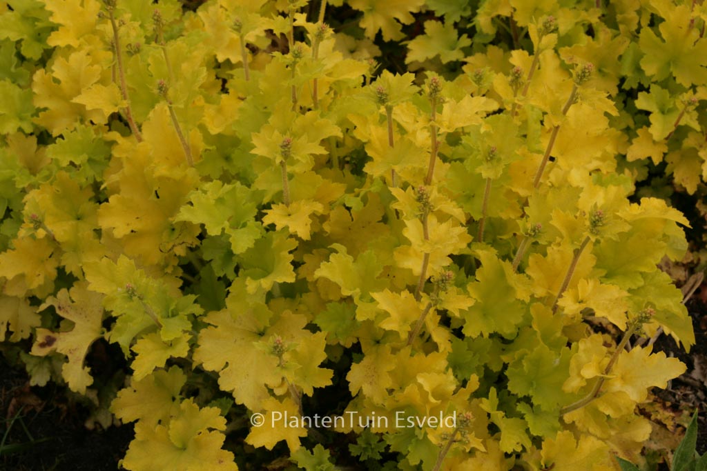 Heuchera ‚Lime Marmalade‘