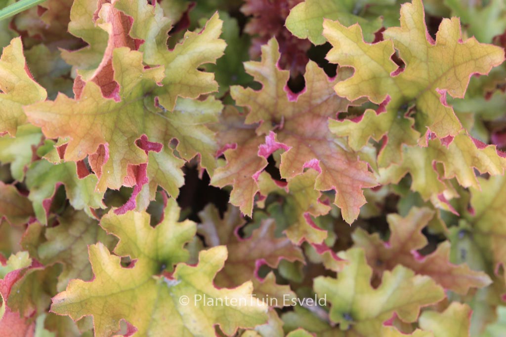 Heuchera ‚Marmalade‘