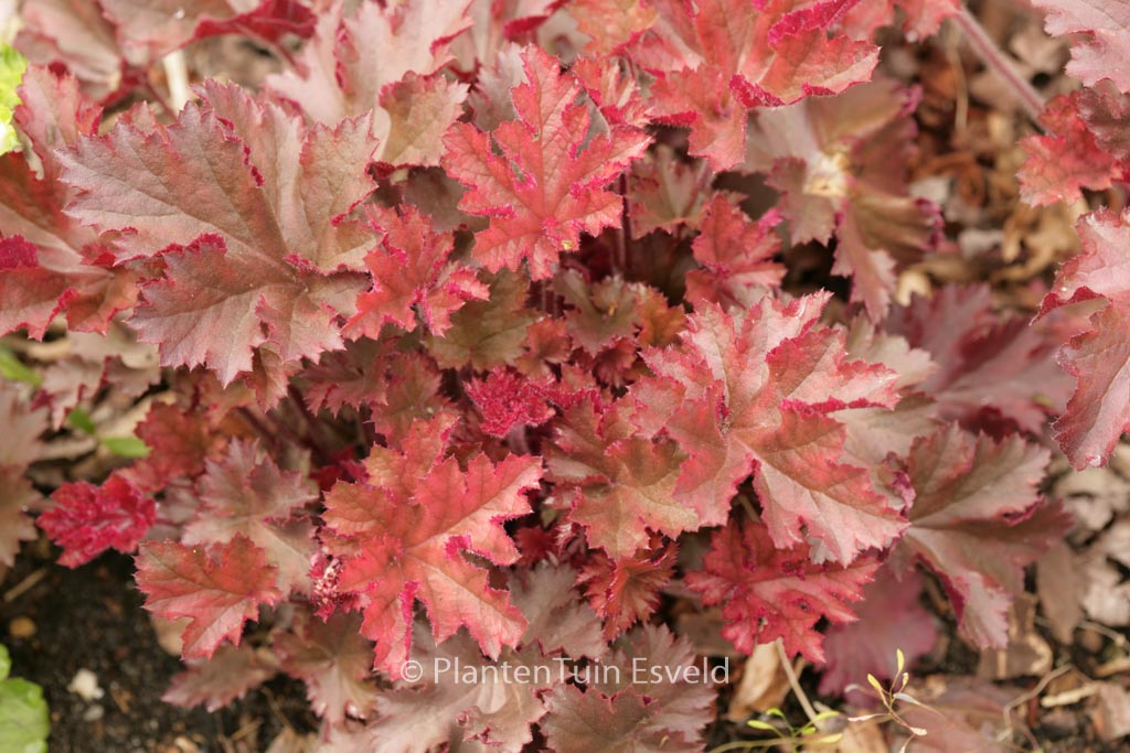 Heuchera ‚Melting Fire‘