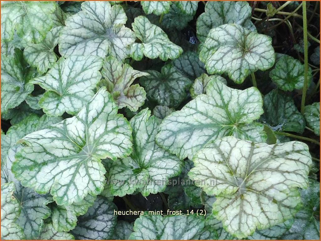 Heuchera ‚Mint Frost‘