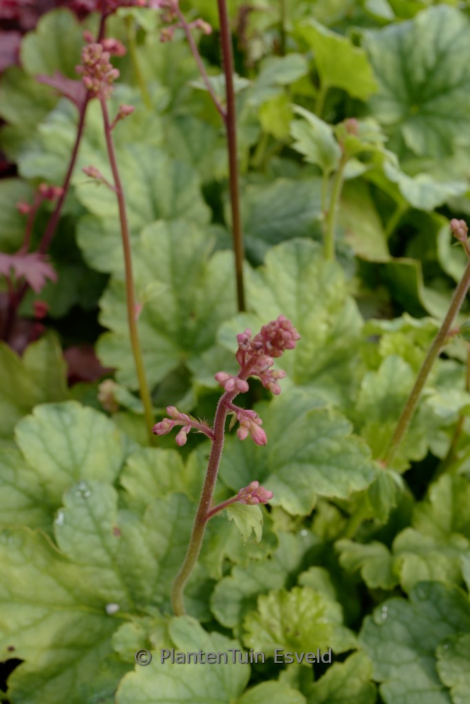 Heuchera ‚Mint Marquess‘