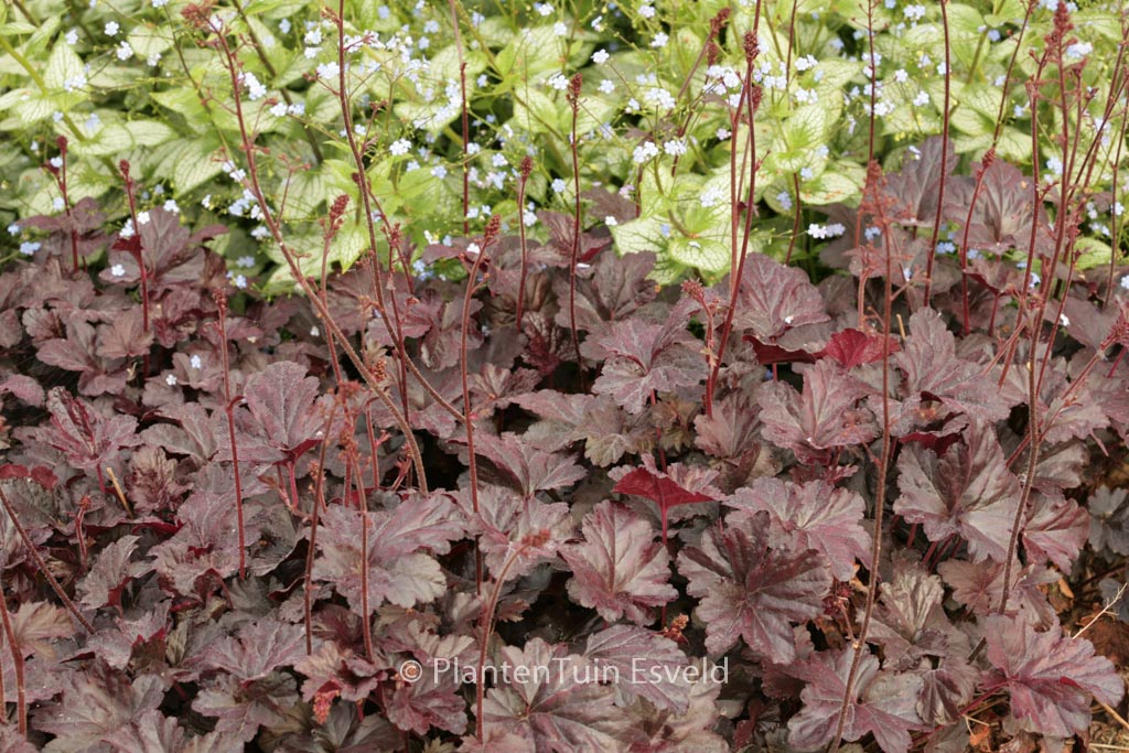 Heuchera ‚Obsidian‘