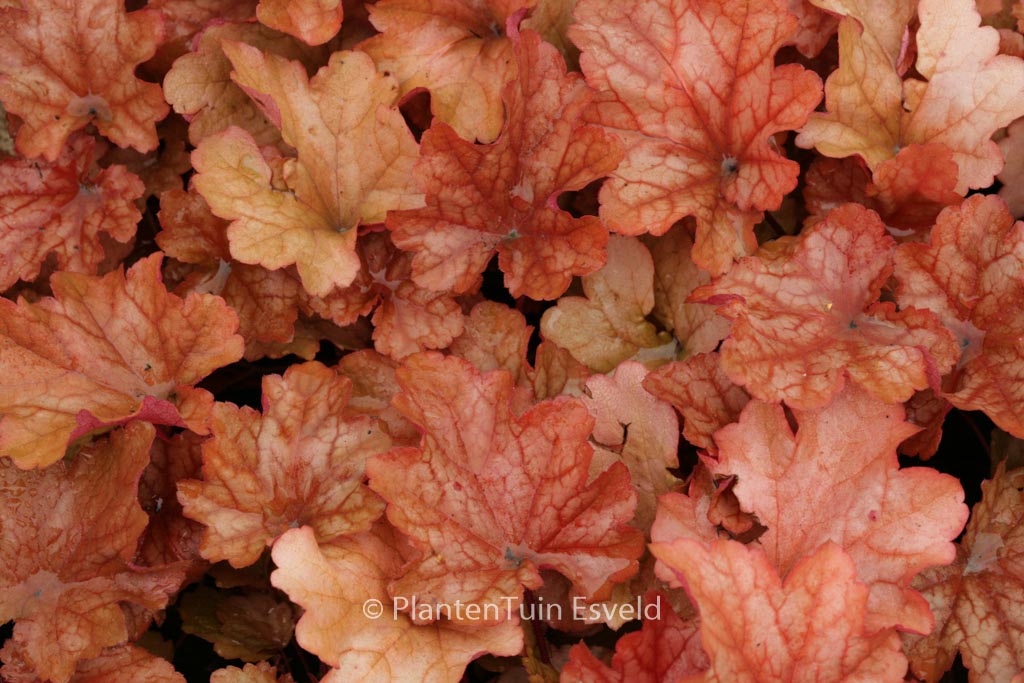 Heuchera ‚Paprika‘