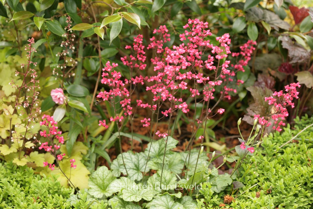 Heuchera ‚Paris‘