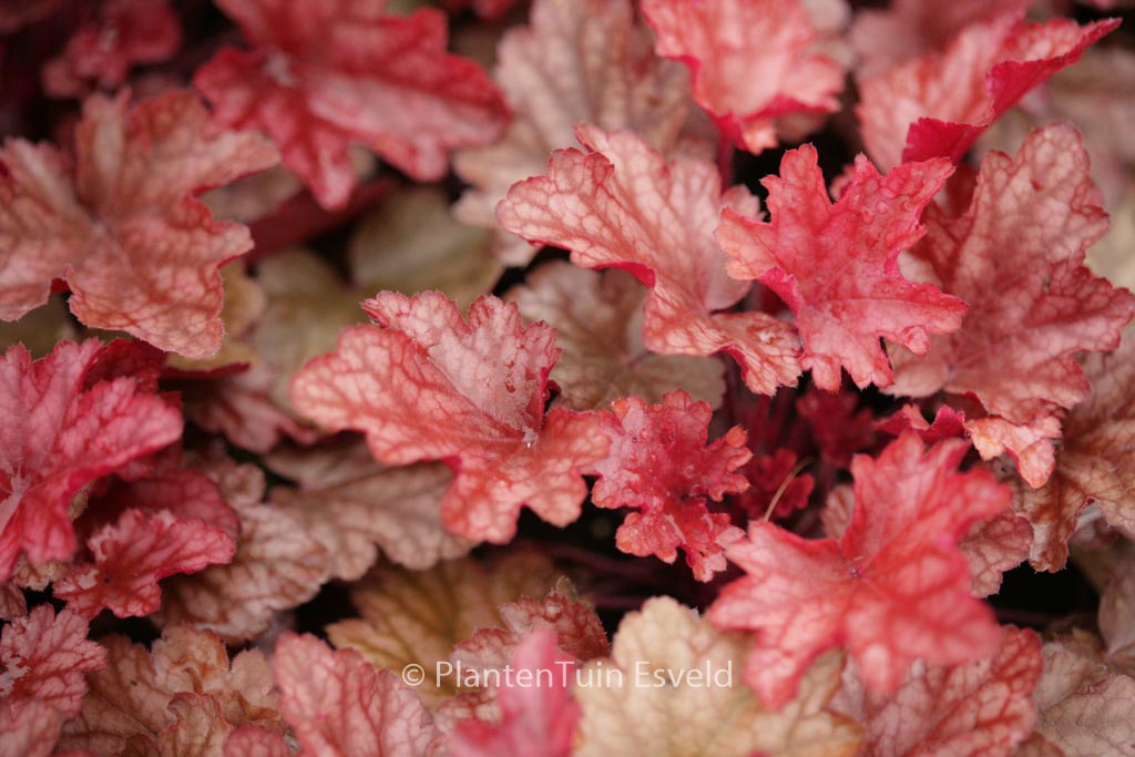 Heuchera ‚Peach Flambe‘