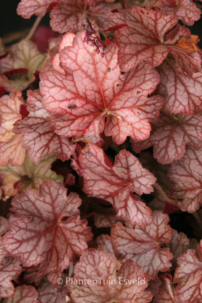 Heuchera ‚Pinot Gris‘