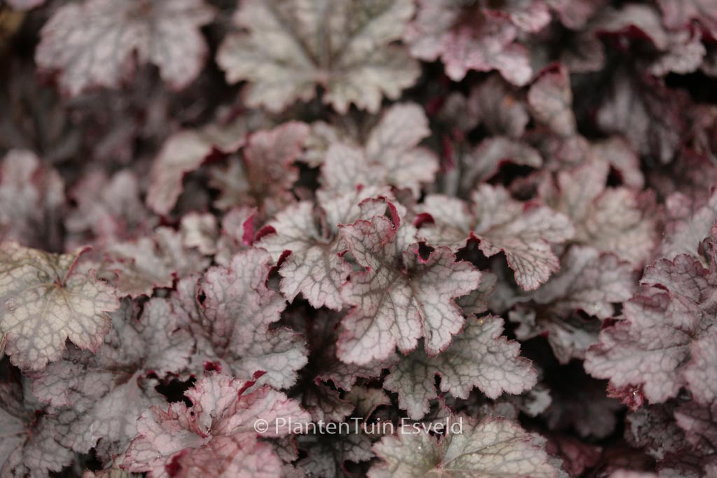 Heuchera ‚Plum Pudding‘