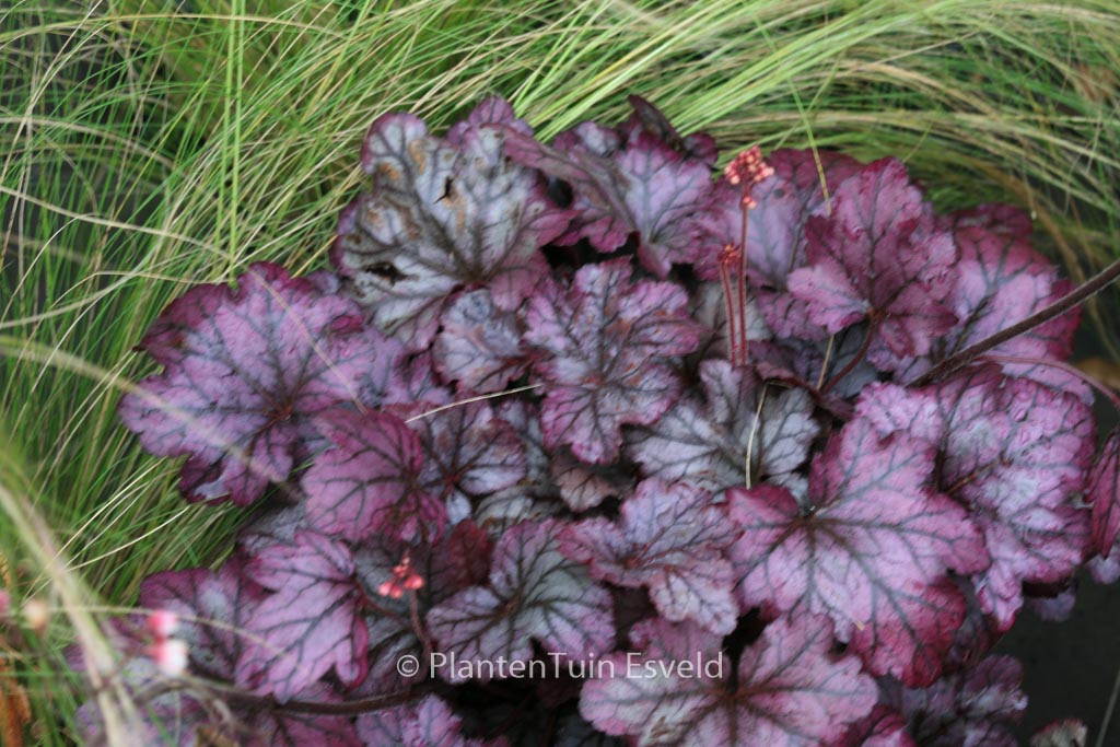 Heuchera ‚Plum Royale‘