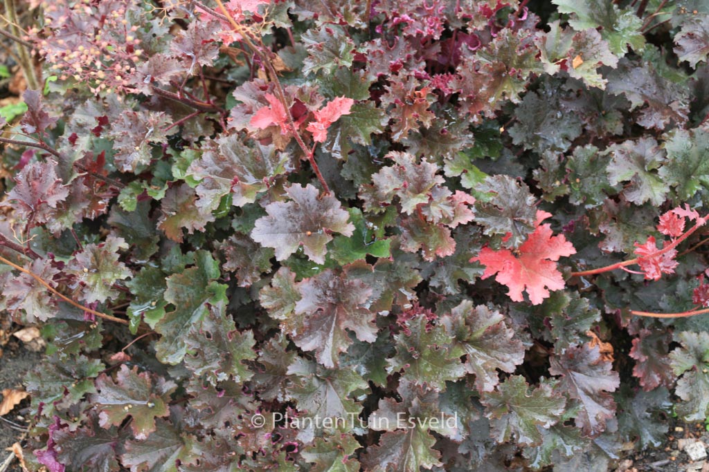 Heuchera ‚Purple Petticoats‘