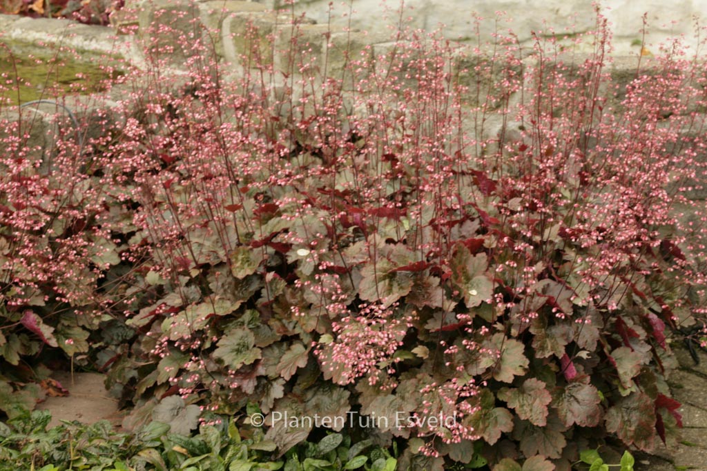 Heuchera ‚Rachel‘