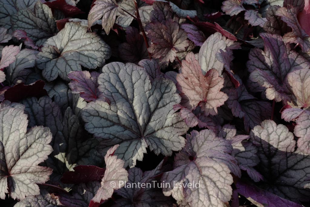 Heuchera ‚Shanghai‘
