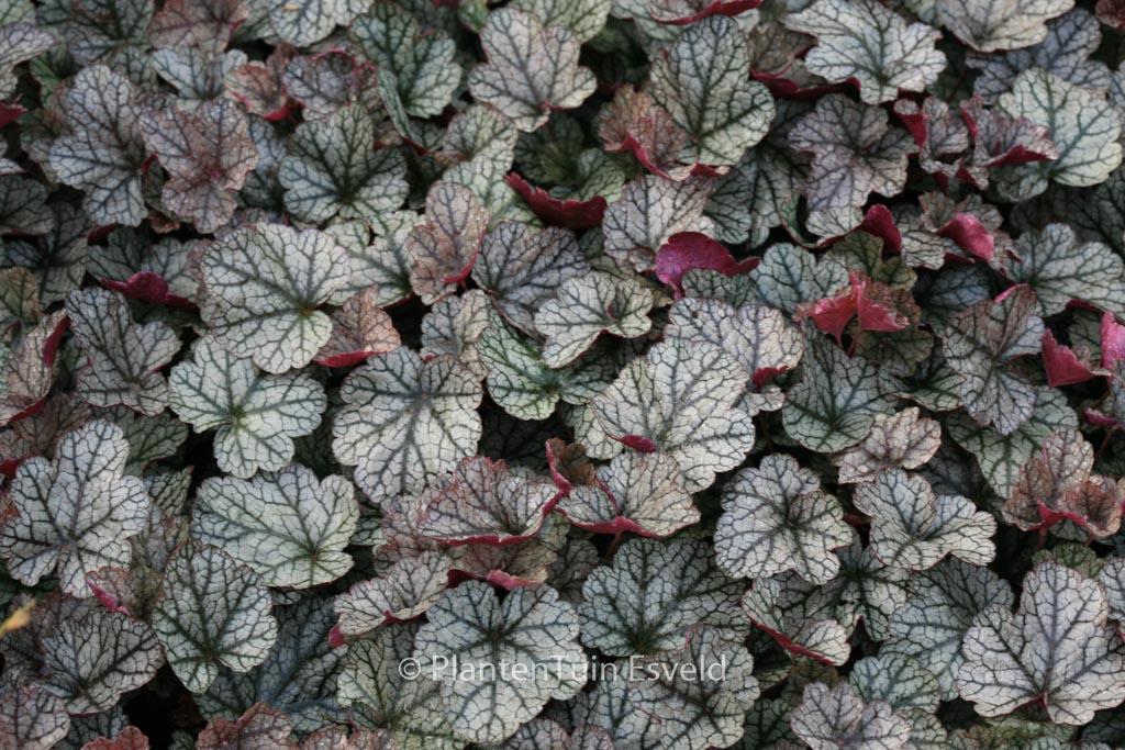 Heuchera ‚Silver Scrolls‘