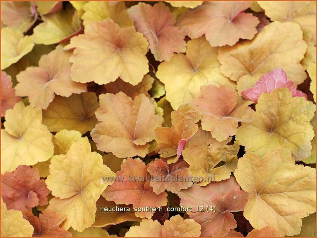 Heuchera ‚Southern Comfort‘