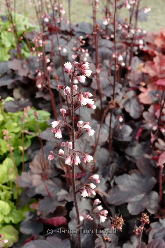 Heuchera ‚Starry Night‘